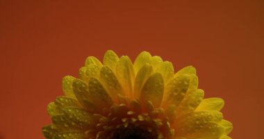 Sersemletici sarı Gerbera Papatya çiçeği yumuşak renklere karşı çiçek açmış arka planda canlı yaprakları ve güzel çiçekleri sergiliyor.