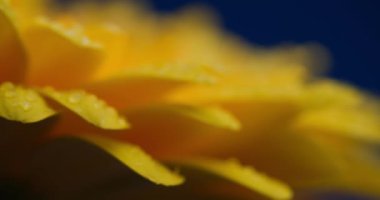 Proje videosu açık sarı Gerbera Daisy çiçeğinin yumuşak yapraklarını cezbediyor. Üzerinde mavi arkaplan önünde yağmur damlaları var.