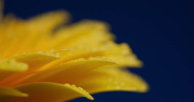 Çiçek açan Gerbera Papatya çiçekleri yapraklarında suyla birlikte soluyor. Işıklar solma konseptini gösteriyor.