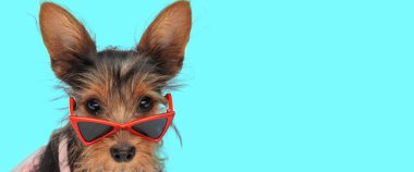 Yorkshire Teriyeri 'nin boş alanlı yatay portresi. Cyan arka planının önünde kırmızı üçgen güneş gözlüğü takıyor.