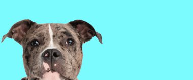 Sevimli Amerikan zorbalarının yatay portresi Cyan arka planının önüne bakıyor, kopyalama alanı 