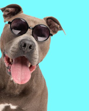 Havalı yetişkin köpek güneş gözlüğü takıyor ve stüdyoda Cyan arka planının önünde dilini dışarı çıkarıyor.