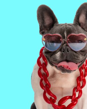 Kalp gözlüklü, büyük kırmızı yakalı, dilini dışarı çıkaran ve arka planda soluyan havalı Fransız buldog köpeği.