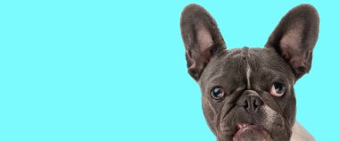 Cyan arka planının önünde homurdanırken suratını asan komik Fransız bulldog köpeği, fotokopi alanı ile yatay portre