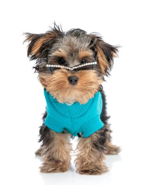 cute yorkshire terrier with fashion sunglasses with pearls in blue sweather looking forward and standing on white background clipart