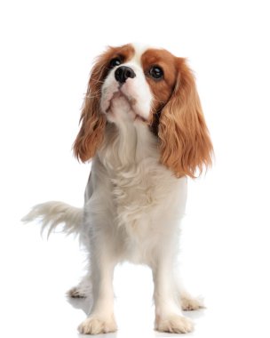 Meraklı süvari kral Charles spaniel köpek beyaz arka planda dikilirken yukarı bakıyor