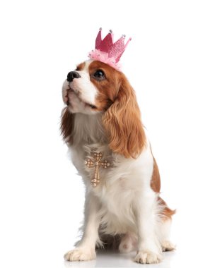 Kolye ve taç takan meraklı köpek beyaz arka planda otururken yan yana bakıyor.
