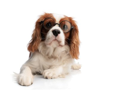 Beyaz arka planda dinlenen gözlüklü inek kral Charles Spaniel köpek.