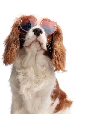 Beyaz arka planda otururken aşk gözlüklü sevimli şövalye Kral Charles Spaniel 'in yakın çekimi.