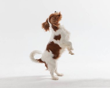 Oyuncu şövalye kral Charles Spaniel köpek iki ayak üstünde duruyor ve beyaz arka plana bakıyor, yemek istiyor.