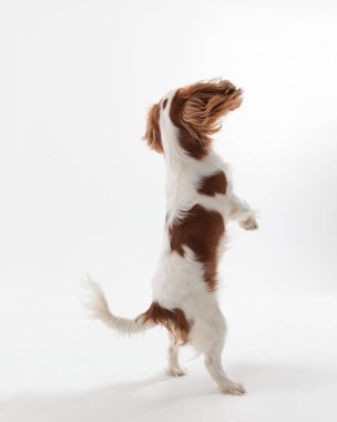 Beyaz arka planda izole edilmiş, iki ayak üzerinde duran meraklı ve oynak spanyel köpeğin arka planı