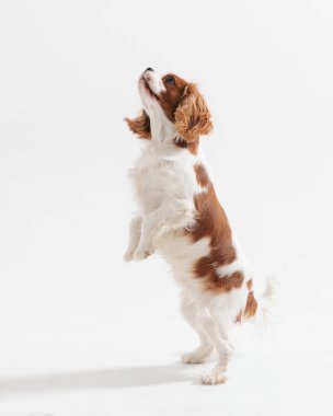 Arka ayaklarının üzerinde duran ve beyaz arka plana bakan sevimli spanyel köpeğin yan görüntüsü
