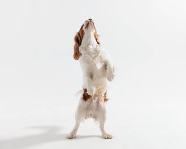 meraklı köpek iki ayak üstünde duruyor yukarı bakıyor ve beyaz arka planda biraz yemek istiyor.