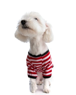 Sevimli ve meraklı bichon renkli kıyafetler giyip beyaz arka planda otururken yukarı doğru bakıyor.