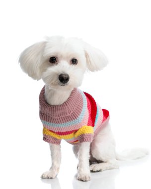 Beyaz arka planda izole edilmiş çizgili renkli kazaklı sevimli bichon.