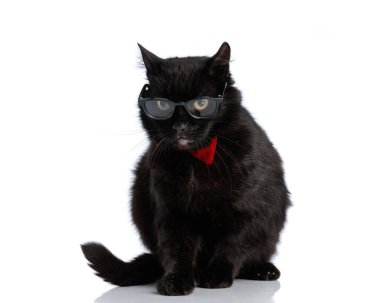 Kırmızı papyon ve güneş gözlüğü takan şık siyah kedi beyaz arka planda otururken yan tarafa bakıyor.