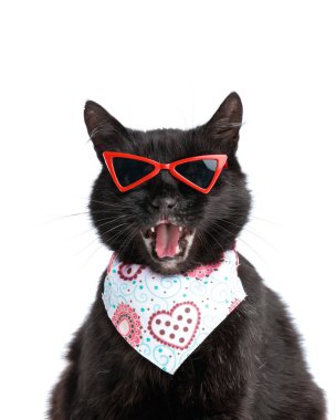 Kırmızı güneş gözlüğü takan mutlu kara kedinin ve beyaz arka planda ağzı açık oturan bandananın yakın çekimi.