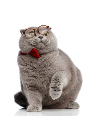 Komik gri gözlüklü kedi patisini kaldırırken yana doğru bakıyor, şaşırmış görünüyor.