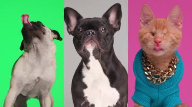 Tatlı bir pug, Fransız bir bulldog ve soluk soluğa kalmış ve renkli arka planda eğlenen kör bir kedi.