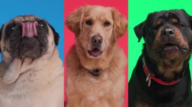 Farklı cinsten üç sevimli aç köpeğin kolajı. Renkli arka planda burunlarını yalıyorlar.