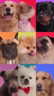 9 sevimli köpekten oluşan takım aynı anda burunlarını yalıyor ve farklı renklerde sevimli görünüyorlar.
