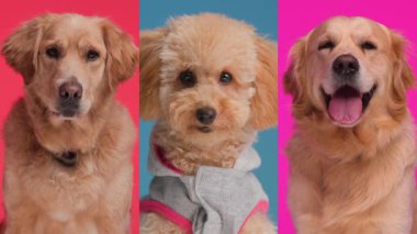 İki sevimli Golden Retriever kolajı ve renkli arka planda soluyan sevimli bir kaniş.