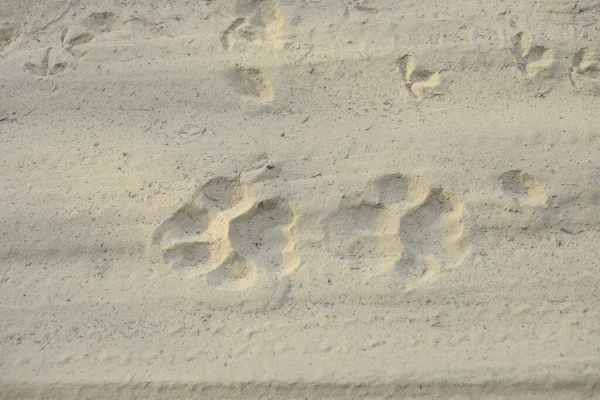 Macan Pug Tanda Pagi Hari Jalan Berpasir Jejak Pada Safari — Stok Foto