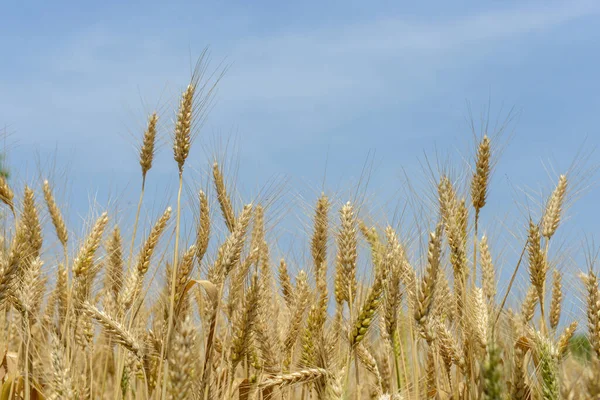 Zlaté Pšeničné Prameny Nebo Stonky Připravené Sklizni Proti Modré Obloze — Stock fotografie