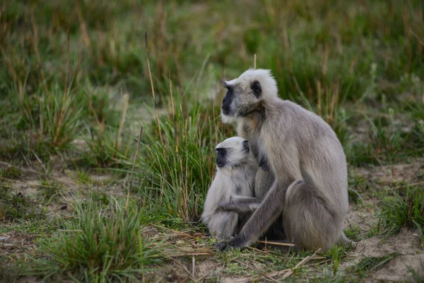Langur Mother Monkey Her Infant South Asian Forest — Stock Photo, Image