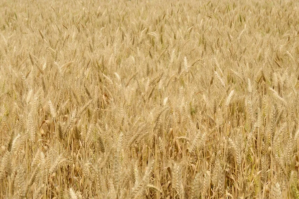 Zemědělské Zlaté Pšenice Příroda Pozadí Připravené Pro Sklizeň — Stock fotografie