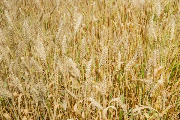Zemědělské Zlaté Pšenice Příroda Pozadí Připravené Pro Sklizeň — Stock fotografie