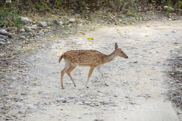 Veado Chital Manchado Atravessa Uma Estrada Rochosa Parque Nacional Índia — Fotografia de Stock