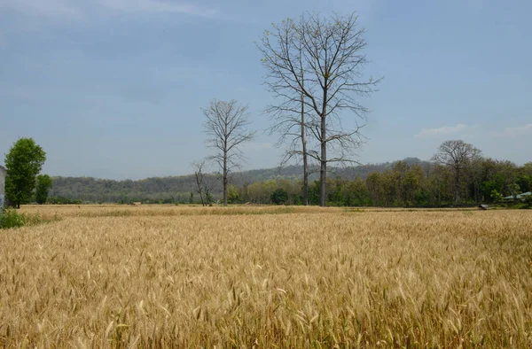 金色的麦穗或茎 可在蓝天空间中的田野中收获 可供复制 — 图库照片