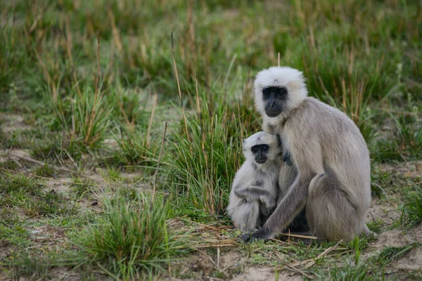 Langur Mother Monkey Her Infant South Asian Forest — Stock Photo, Image
