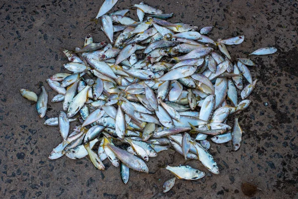 Färsk Fångst Fisk Som Visas Upp För Försäljning Ett Kustsamhälle — Stockfoto