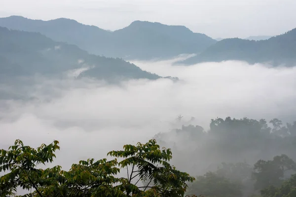 在森林覆盖的山谷中 晨曦笼罩在薄雾的树木之上 图库图片