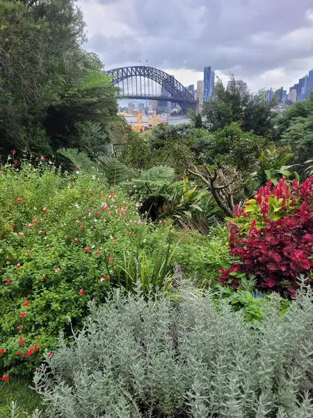 Sydney Harbour Bridge Background Native Plant Garden Cloudy Overcast Day Stockbild