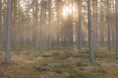 Gün doğumunda çam ağacı ormanı. Orman terapisi ve stres atma. İskandinav sonbahar doğası.