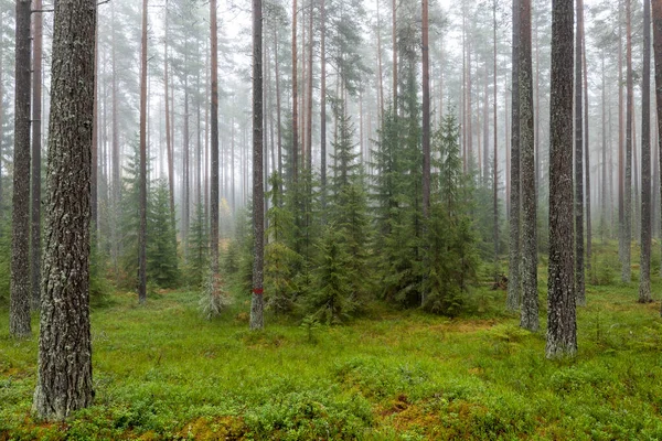 Pineta All Alba Terapia Forestale Antistress Natura Autunnale Scandinava — Foto Stock
