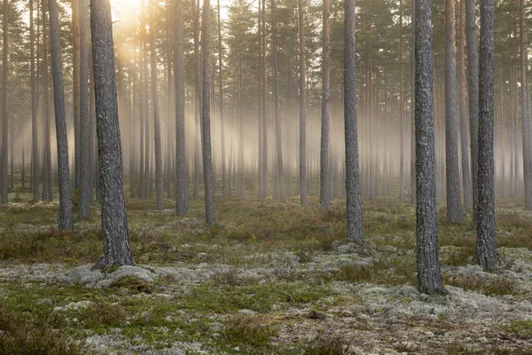 Las Sosnowy Wschodzie Słońca Terapia Leśna Stres Skandynawska Jesień Natura — Zdjęcie stockowe