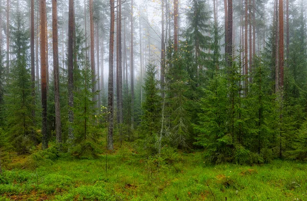 日出时分的松树林 森林疗法和缓解压力 斯堪的纳维亚秋季性质 — 图库照片