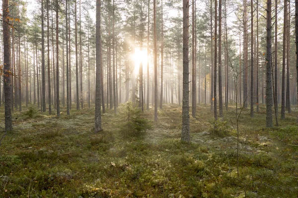 Fenyőerdő Napkeltekor Erdőterápia Stressz Csillapítás Skandináv Őszi Természet — Stock Fotó