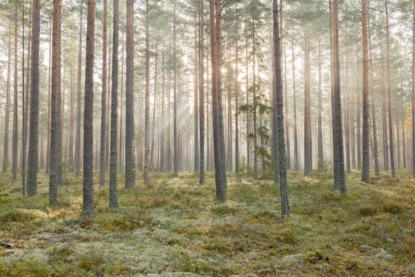 Fenyőerdő Napkeltekor Erdőterápia Stressz Csillapítás Skandináv Őszi Természet — Stock Fotó