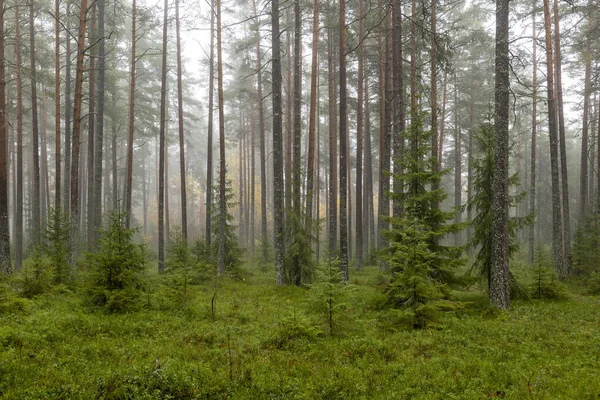 Kiefernwald Sonnenaufgang Waldtherapie Und Stressabbau Skandinavische Herbstnatur — Stockfoto
