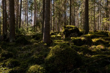 Sihirli peri masalı ormanı. Orman terapisi ve stredd yardım.