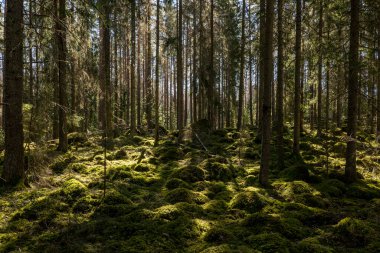 Sihirli peri masalı ormanı. Orman terapisi ve stredd yardım.