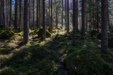 Sihirli peri masalı ormanı. Orman terapisi ve stredd yardım.