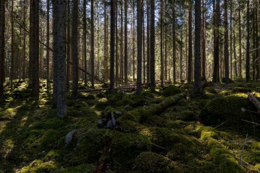 Sihirli peri masalı ormanı. Orman terapisi ve stredd yardım.