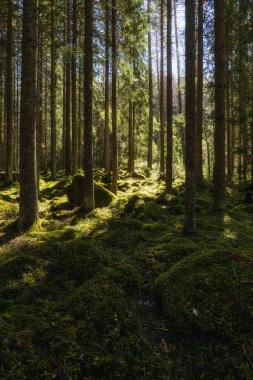 Sihirli peri masalı ormanı. Orman terapisi ve stredd yardım.