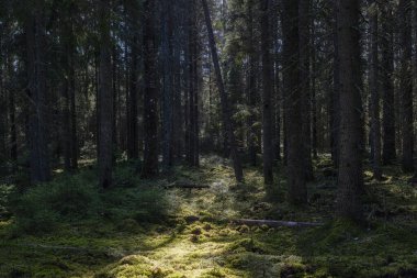 Sihirli peri masalı ormanı. Orman terapisi ve stredd yardım.